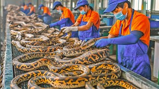 Celebrity How Farmers Make 10 Million Dollars from Raising and Harvesting Python Skin | Processing Factory Wealth