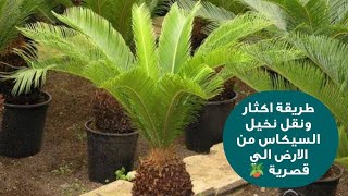 طريقة اكثار ونقل نخيل السيكاس من الارض الي قصرية ?