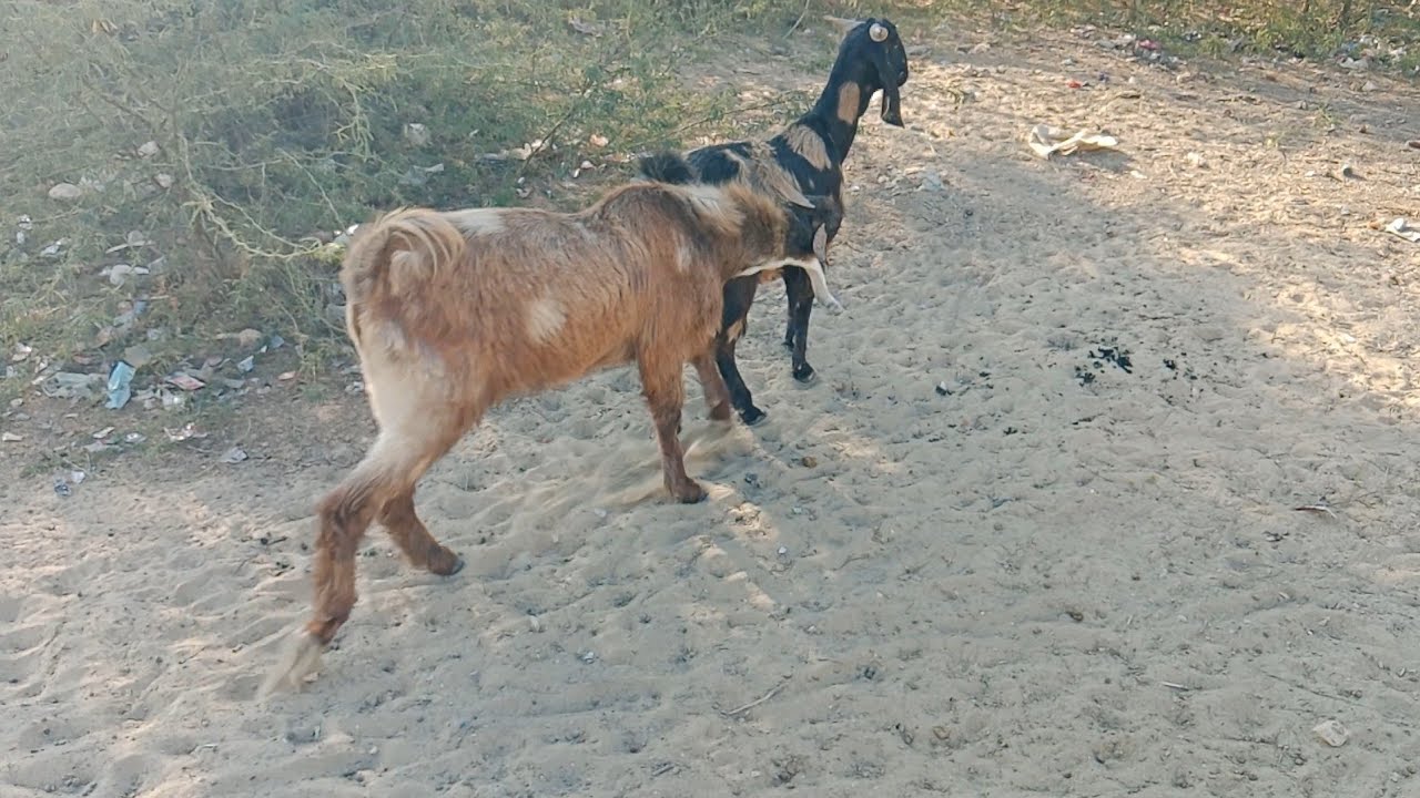 wow: that's awesome goat's videos🐐🐐 