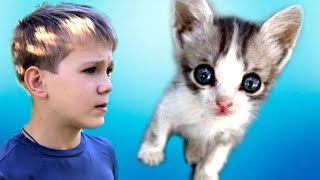 Мои КОШКИ СПАСАЛИ маленького КОТЁНКА. Мои КОШКИ СПАСАЛИ маленького КОТЁНКА.