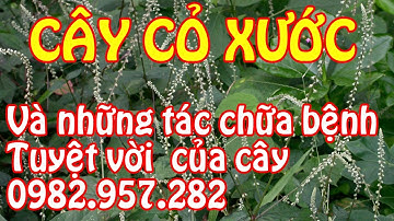 CÂY CỎ XƯỚC Một VỊ Thuốc quý Trị Đau nhức xương khớp, đau dây thàn kinh tọa