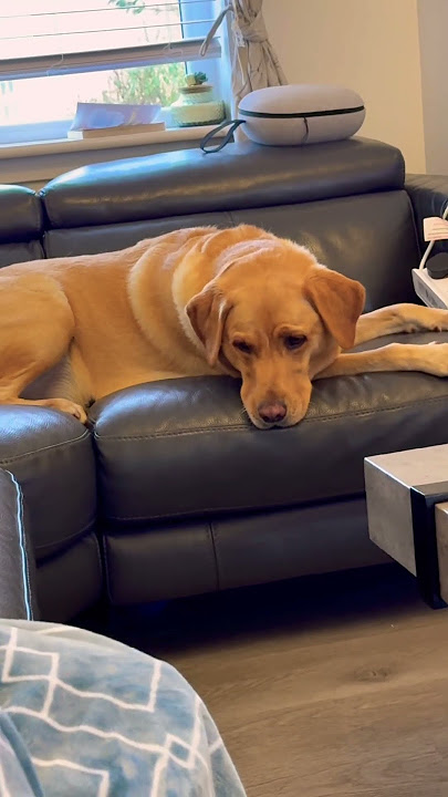 Beautiful soul #bruno