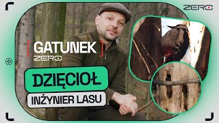 DOES A WOODPECKER REALLY HEAL TREES AND WHY DON'T IT BREAK OUT ITS BRAIN | SPECIES ZERO #5
