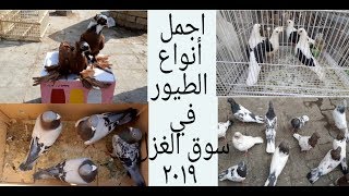 اجمل أنواع الطيور في سوق الغزل اليوم الجمعة 30أغسطس 2019