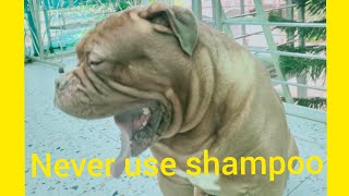 french mastiff,I never use shampoo for their bath,flies inke jareeb se bhi nahi gujarti by Anupma Pandey 224 views 1 year ago 2 minutes, 16 seconds