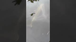 Dolphin Hanging Out In Florida Canals 