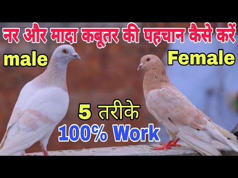 नर और मादा कबूतरों की पहचान कैसे करें | How to identify male and female pigeons?