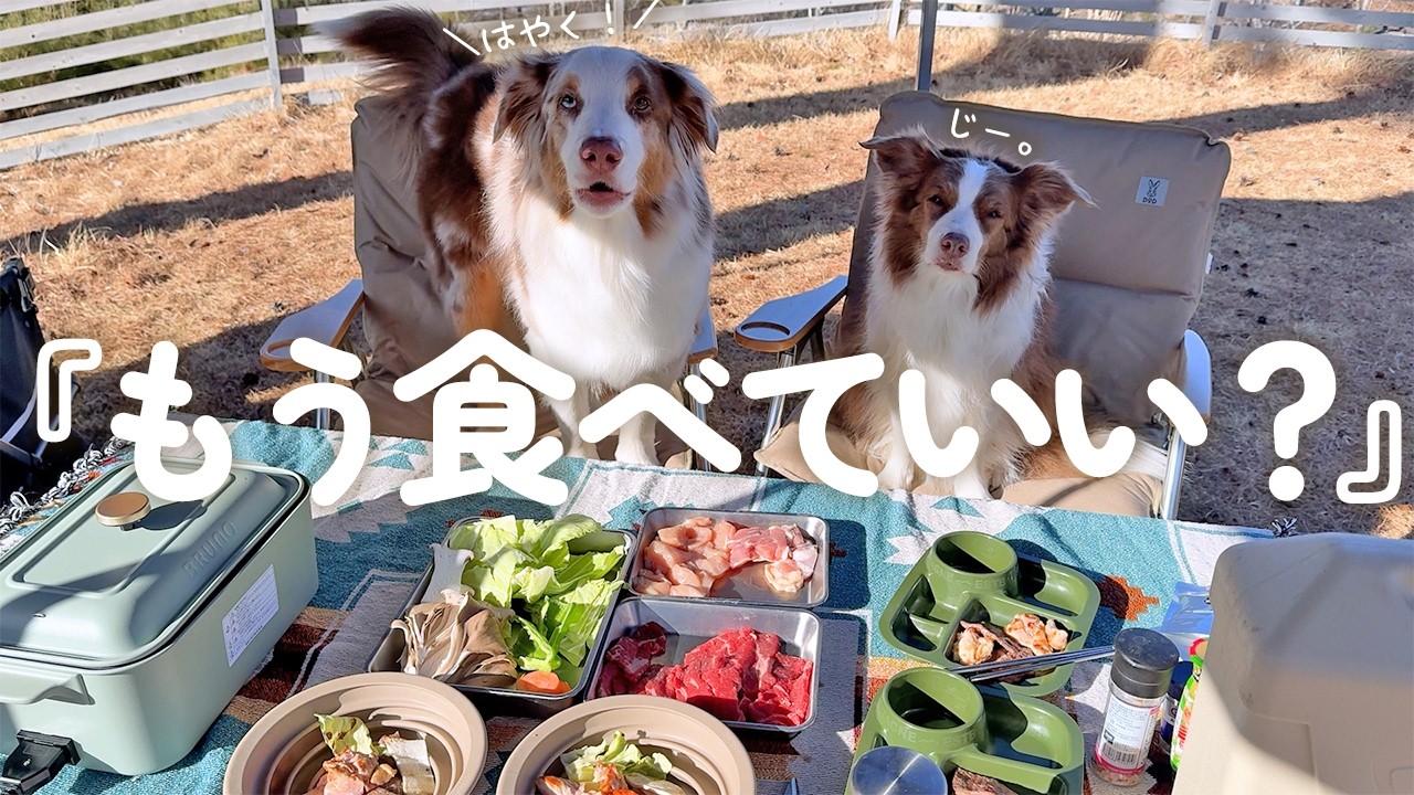 ポータブル電源でお手軽BBQしたら愛犬のお肉催促が可愛すぎた😂🍖【Jackery 3600 Plus】