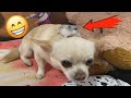 Hamster 🐹 vs Dog 🐶. What will be the reaction?