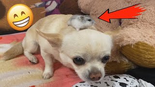 Hamster 🐹 vs Dog 🐶. What will be the reaction?