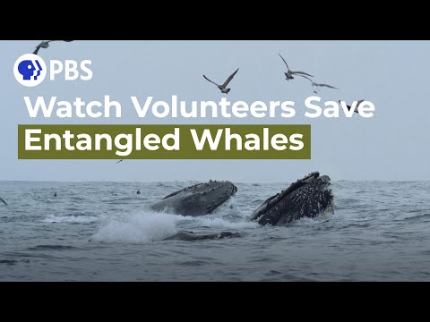 Video: Pet Scoop: Redningshold Gratis Entangled Whale, Sjældne Rhino Ankommer i Asien fra Ohio