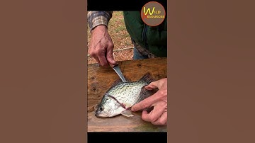 5 Steps to Filleting Crappie | Wild Resources #shorts