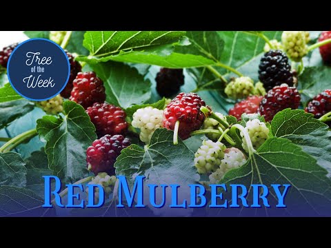 Video: Red Mulberry