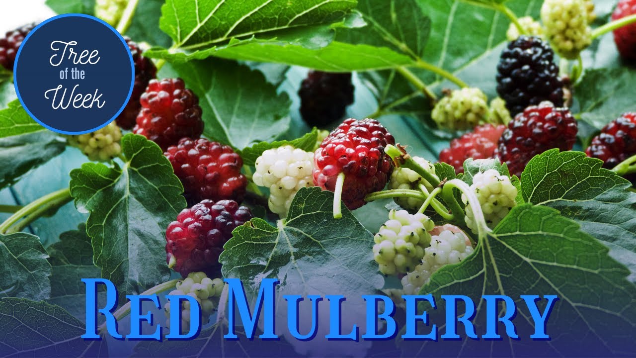 Tree the Week: Red Mulberry YouTube