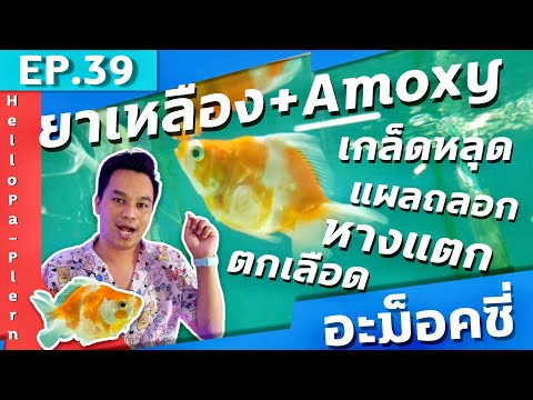 EP.39 ยาเหลือง อะม็อคซีซิลิน แผลหางแตกขาด เปื่อย เกล็ดหลุด l มือใหม่เลี้ยงปลา |ฮัลโหล พาเพลิน