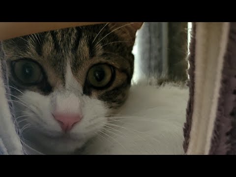 눈오는날치치코코는머하냥#cat #catlover #고양이채널 #반려묘 #반려묘채널