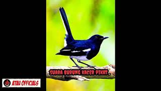 SUARA BURUNG KACER PIKATAN