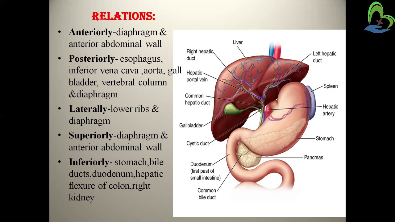 KNOWLEDGE NURSING | DIGESTIVE SYSTEM PART 4 - YouTube