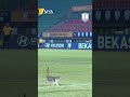 Furry pitch invader interrupts ASEAN U-23 Championship tie