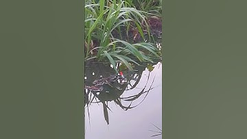 Câu cá rô đồng, #caucatv186 #cauca , dính cá trê vàng nghe mọi người