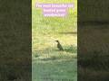 Rare Green Woodpecker Sighting! (Amazing Red Head) #shorts #woodpecker #wildlife #birds #nature