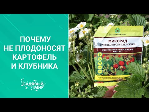 Почему не плодоносит картофель и клубника