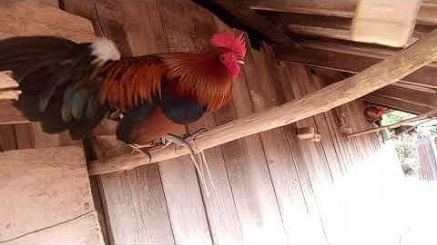 Muag Qaib dib txuam F2 qua zoo kawg li nawd 2025