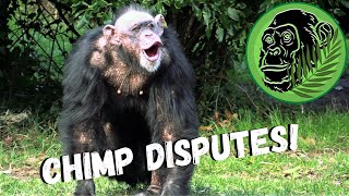 Chimpanzees Brawling With A Giant Stick At The Zoo !!