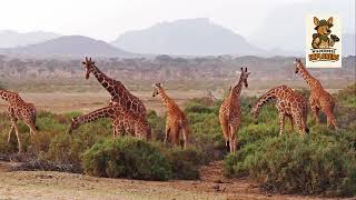 Giraffes: Giants of the African Plains