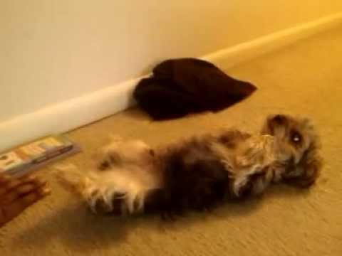 How To Discipline A Dog For Pooping In The House How To Discipline A Dog For Pooping In The House