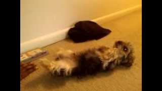 Yorkie Poo Gets Punished For Eating Double Chocolate Chip Cookie, Uh-Oh!!!
