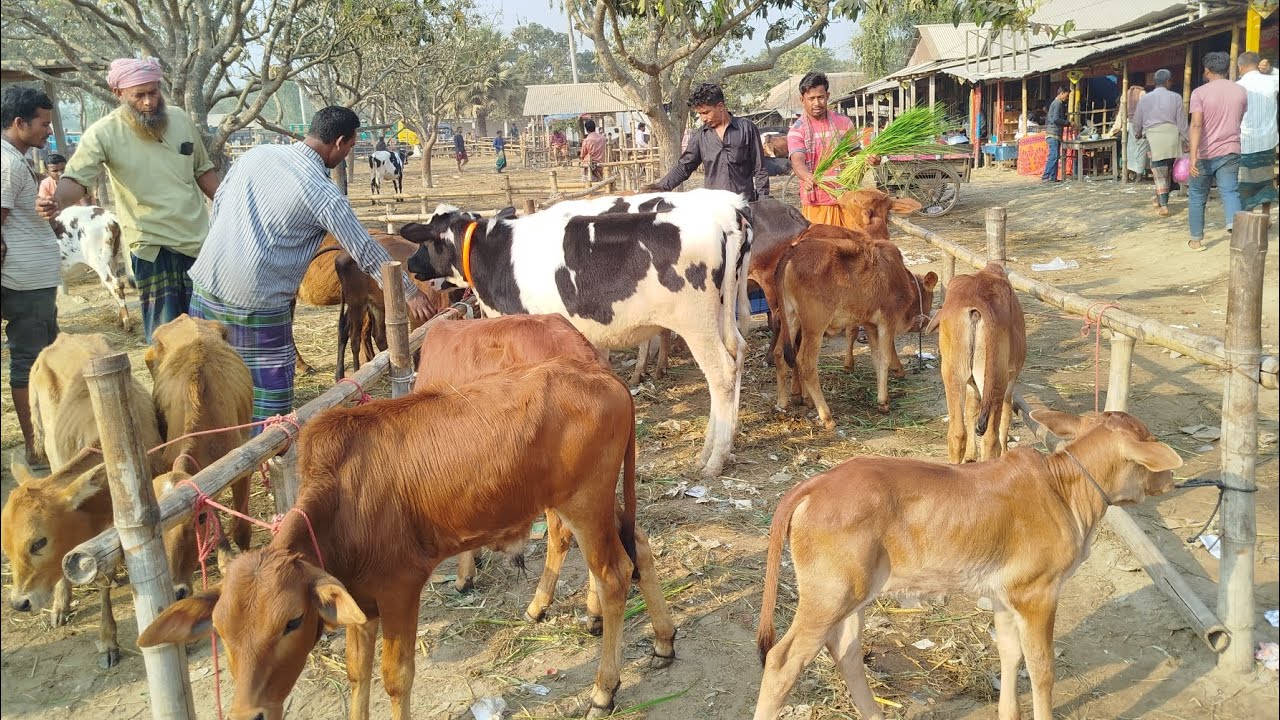  আজ, ১৬/০২/ ২০২৬/বিক্রি হয়ে গেছো ১০ পিছ ষাঁড় বাচ্চা শাহীওয়াল 
