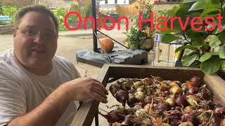 Harvesting damaged onions and planting new flowers.