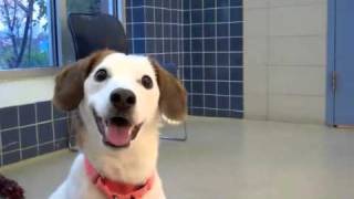 Bailey A Beaglejack Russell Terrier Mix Available For Adoption At The Wisconsin Humane Society