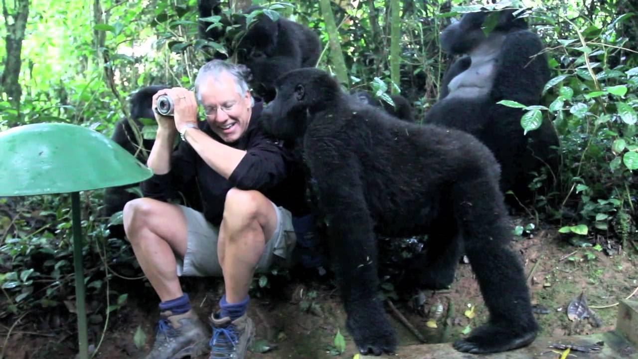 Touched by a Wild Mountain Gorilla - The Day I Got In It's Way | Mini Travellers