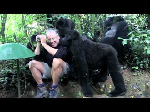 Tocado por un gorila de montaña salvaje (corto)