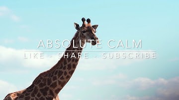 ABSOLUTE CALM l Giraffe l Soothing Ambient Music and Video for Relaxation, Sleep, Focus, Study