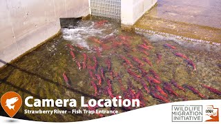 2023 kokanee salmon spawn in the Strawberry River - underwater camera.