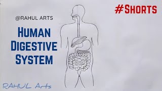 How to Draw Human Digestive System #shorts #rahularts