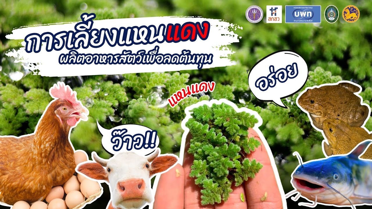 (การเลี้ยงแหนแดง) ผลิตอาหารสัตว์เพื่อลดต้นทุน