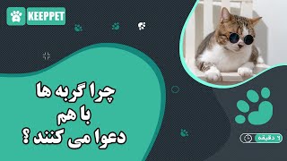 چرا گربه ها با هم دعوا می کنند ؟