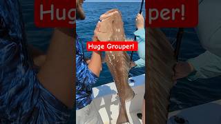 Huge red grouper caught offshore of Clearwater Beach, Florida #fishing #floridaangler #fishingusa