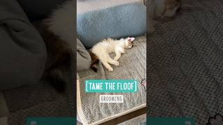 Tame the Floof! — Grooming