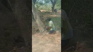 Amazing Fastest Skill Cutting Big Tree Machince Tree Cuttining Gas Cutter Machine