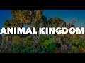 ANIMAL KINGDOM | MI EXPERIENCIA EN ORLANDO