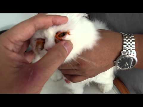 Causes of eye tearing in this Persian cat Pt 2