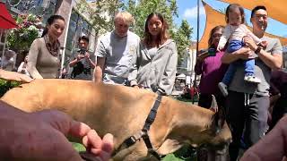 Cash 2.0 Great Dane at The Grove and Farmers Market in Los Angeles 52