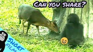 #Social Media | D'jeeco Family#Photography🦍#金剛猩猩 #2022/478|Taipei Zoo