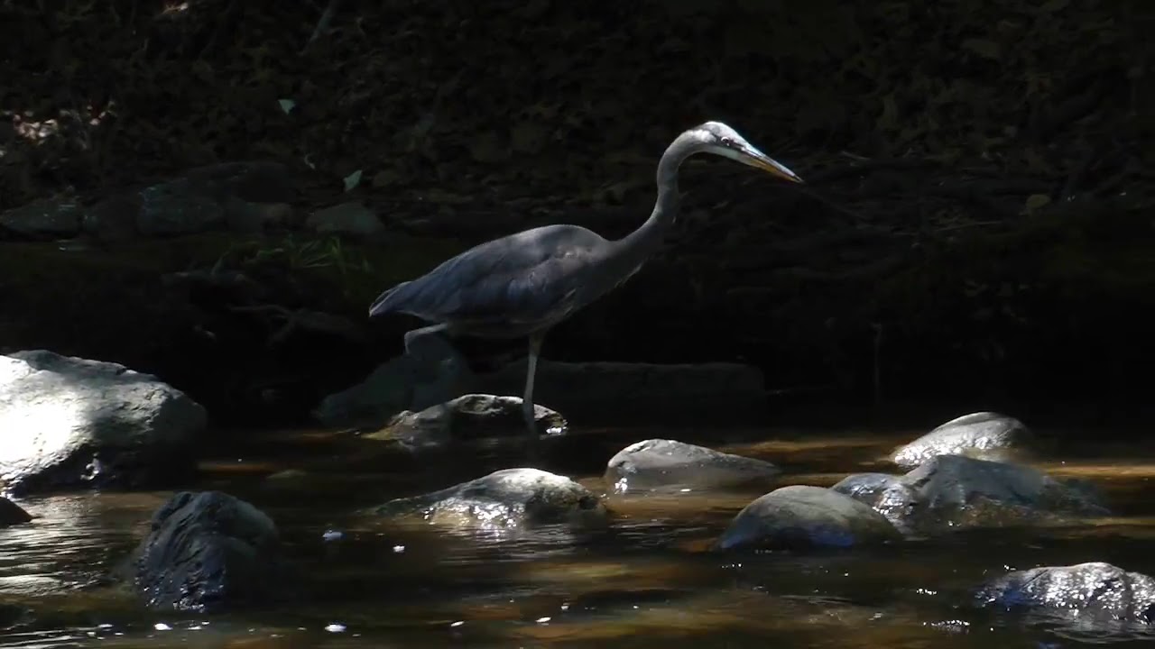 Great Blue Herons Playing With & Eating Herring, & Night Herons YouTube