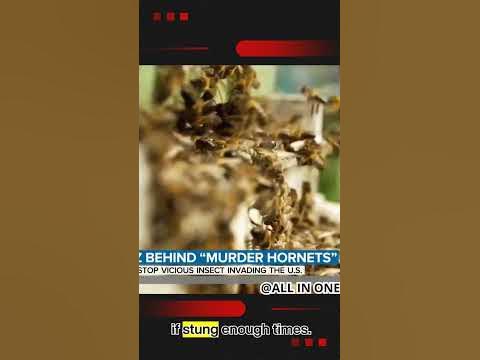 The Unseen Impact of the Danger Giant Hornet😱😱🔥🔥🔥😨😨#fact #youtubeshorts